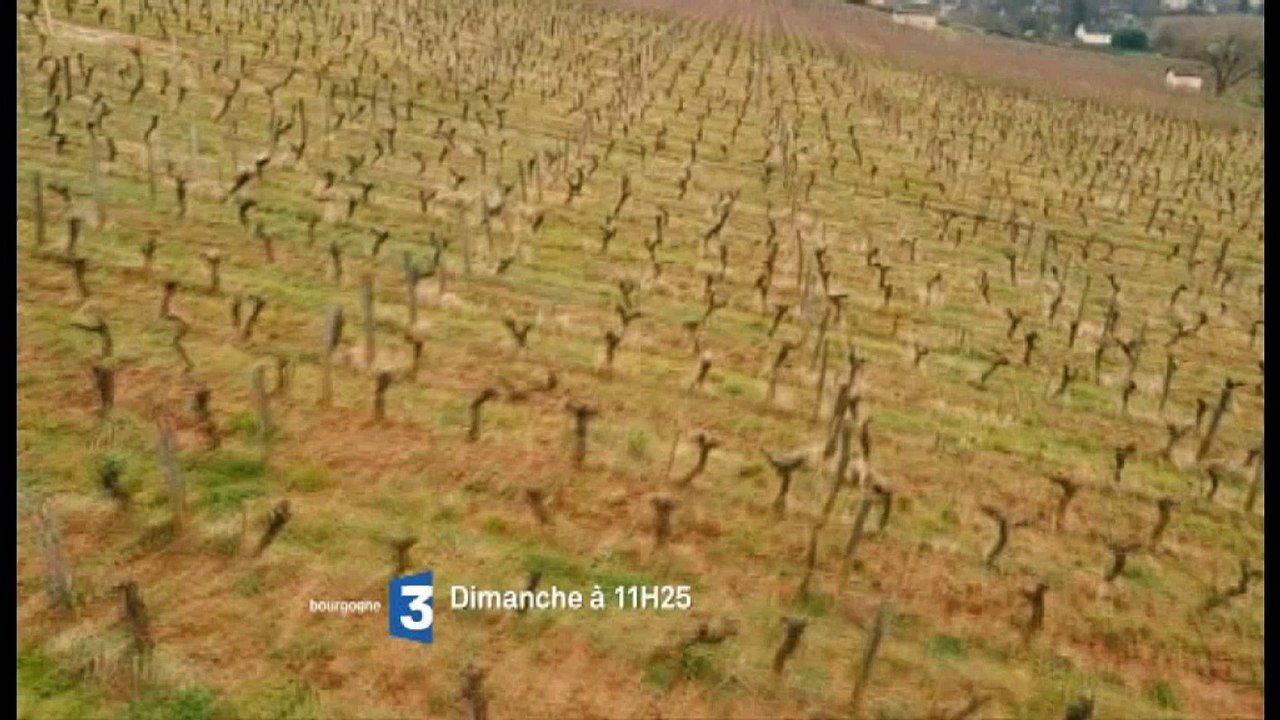 Arbois et le vin (bande-annonce)