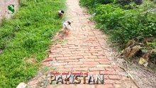 Ducks attacking me in a village in Punjab