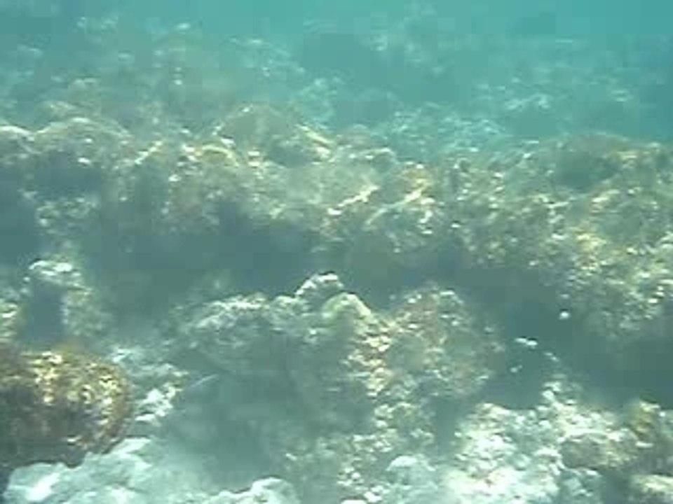 07_05_11_plongée (6)