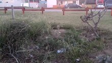 Epic Owl Protects Nest