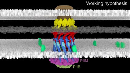 How bacteria make a grappling hook for propulsion?