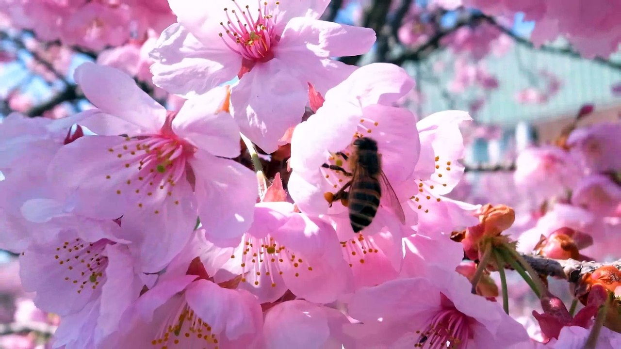 桜咲く  これが恋というなら