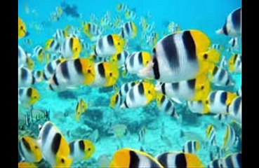 Papa papa te quiero mucho