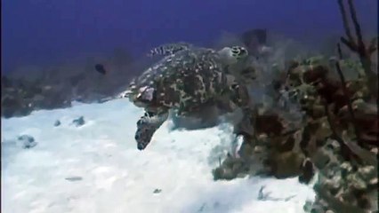 GIANT TORTOISE & TURTLES 3