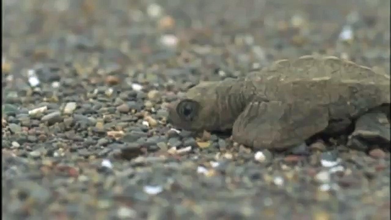 GIANT TORTOISE & TURTLES 13