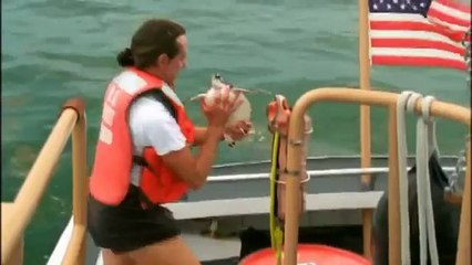 GIANT TORTOISE & TURTLES 25