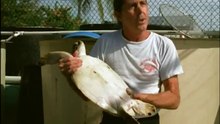 GIANT TORTOISE & TURTLES 30