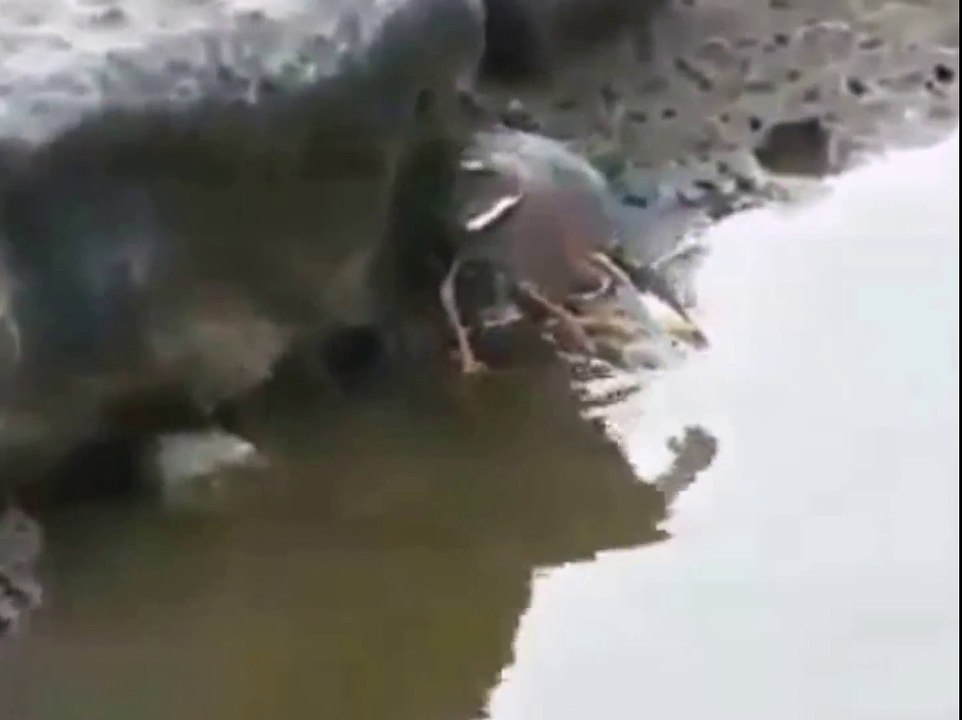 Cet oiseau a une Technique de pêche incroyable