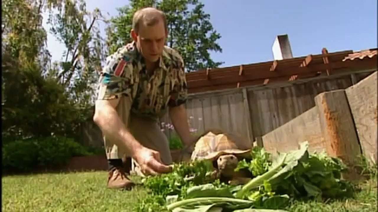 GIANT TORTOISE & TURTLES 35