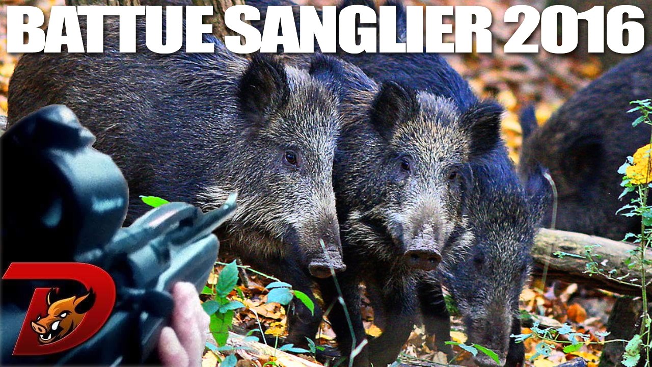 Grande battue aux sangliers partie 2