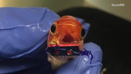 This tiny goldfish just got braces and it's winning the internet