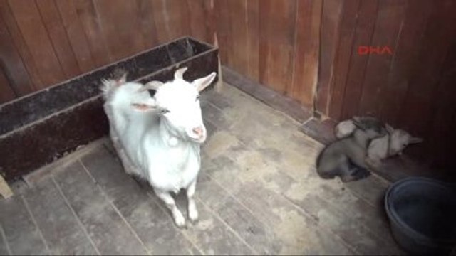 Giresun Belediyesi Hayvanat Bahçesi'nde İkiz Cüce Keçi Sevinci