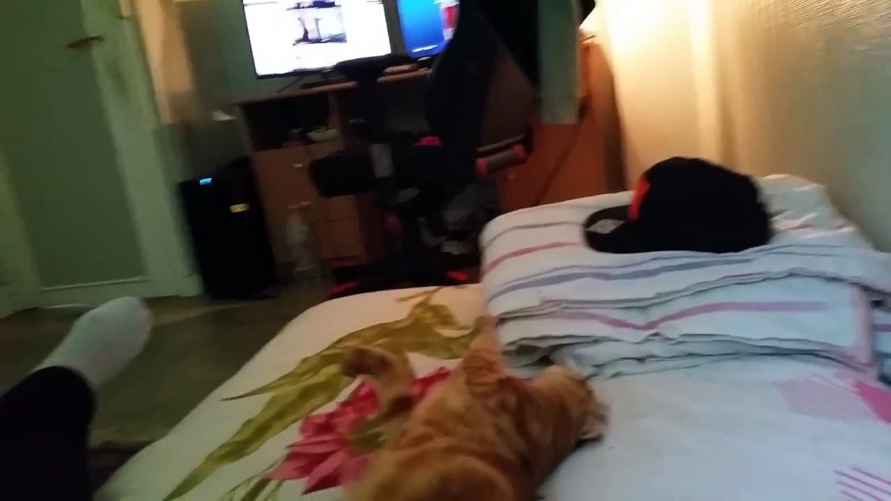 TheKairi78 éleveur de chat : Vous auriez fais quoi a ma place ??