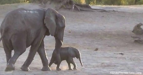 This adorable baby elephant didn't want to finish bath time