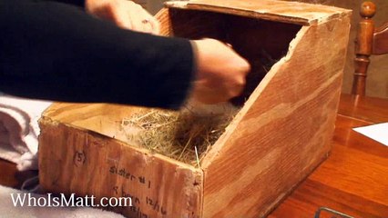 4 day old baby bunnies