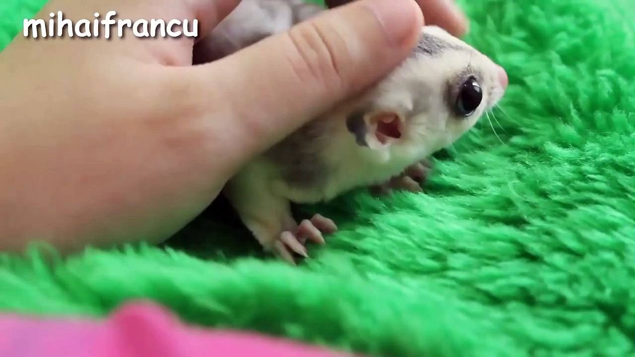 Sweetest animals for 2016