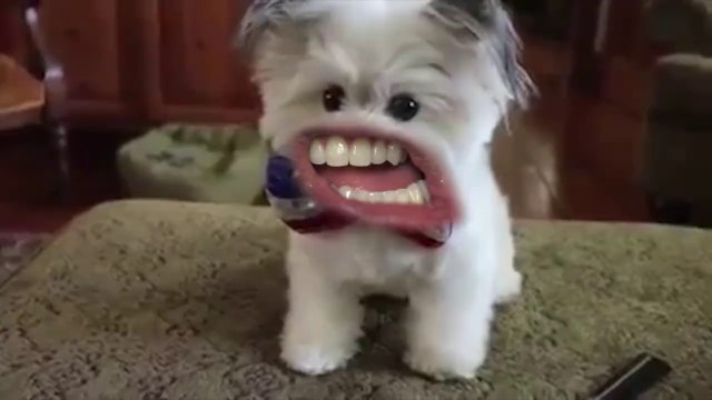 Des chiens peuvent enfin s'exprimer haut et fort... Hilarant