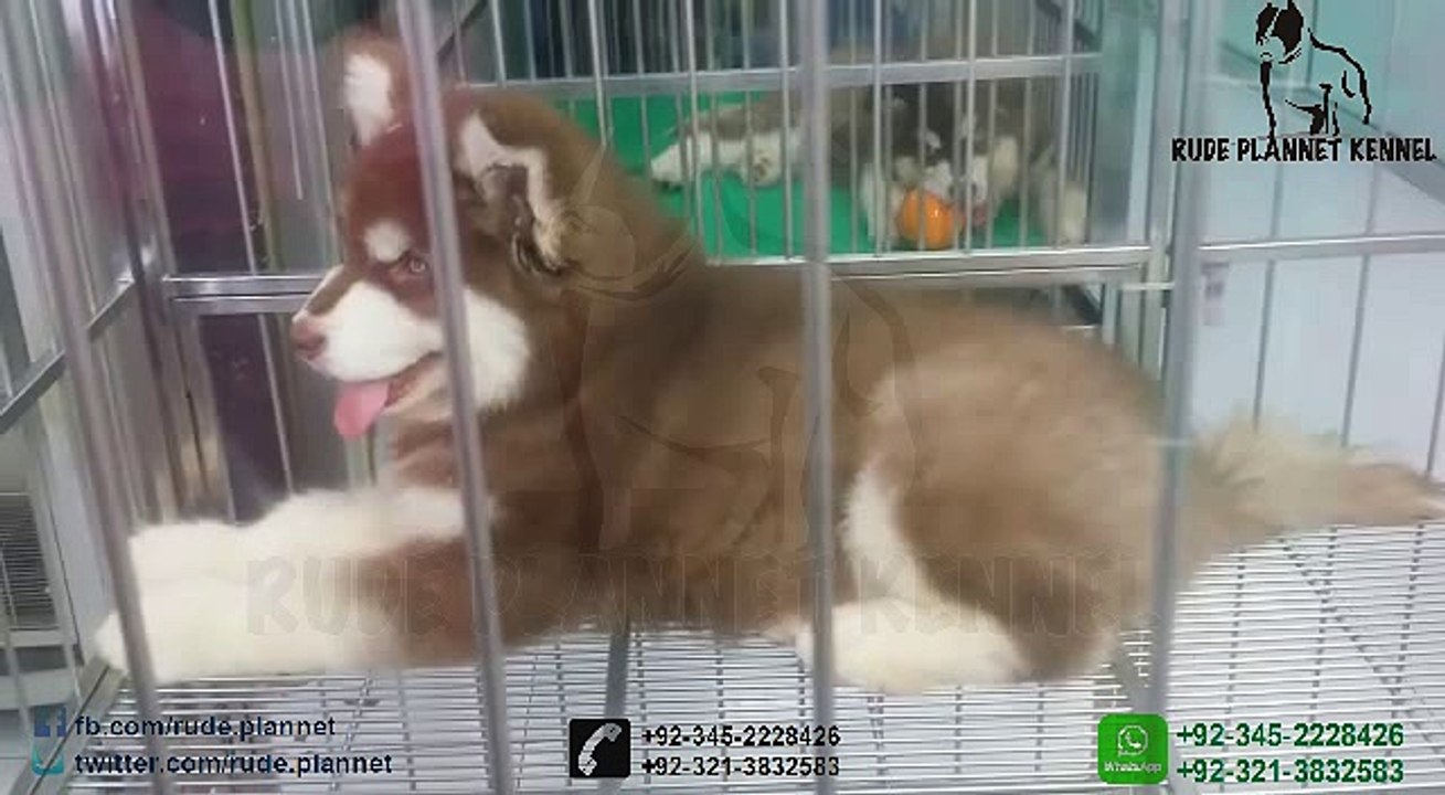 DOGS, Puppies ,Rude Kennel RPK , Karachi, Lahore, Islamabad