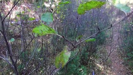 Amazing Hunting Kill Shots #2 Stuck N The Rut