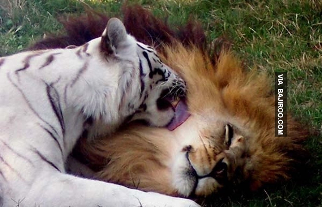 top cute animals 2016