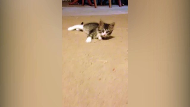 Un chaton effrayé par son propre reflet !