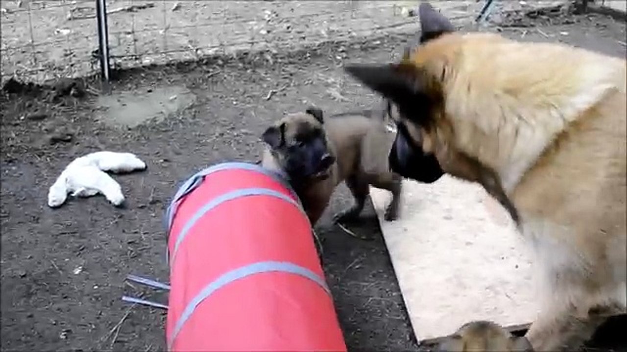 Chiots Berger Malinois âgés de 34 jours - Elevage Gaia Vlka