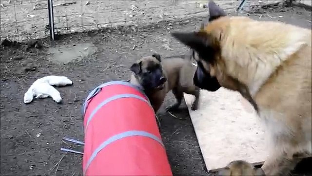Chiots Berger Malinois âgés de 34 jours - Elevage Gaia Vlka