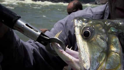 The Payara - River Monsters