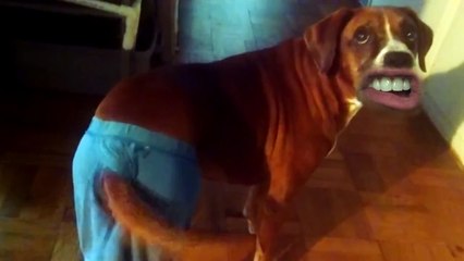 Download Video: WOOF - Des chiens avec une bouche humaine !