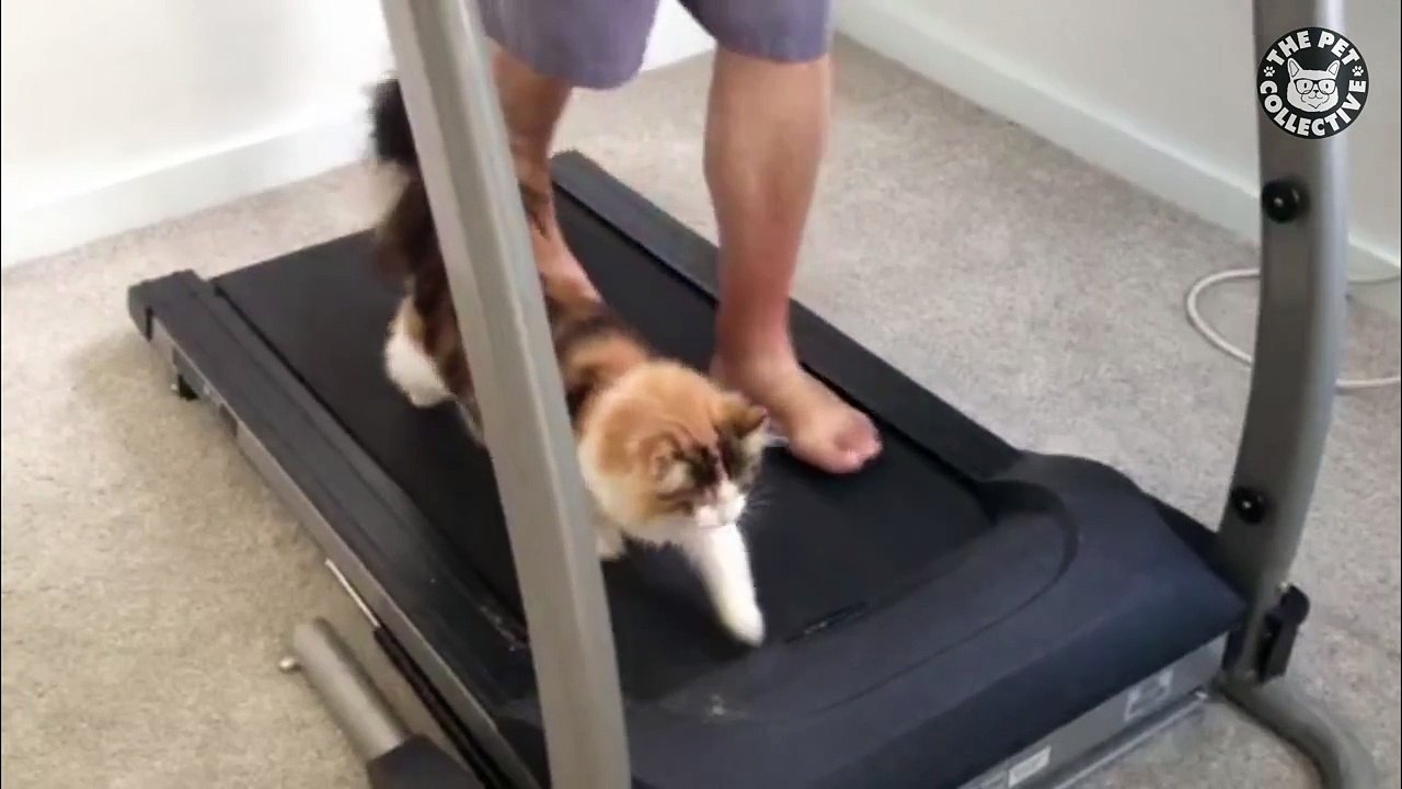 Pets Just Like Us || Funny Pet Compilation