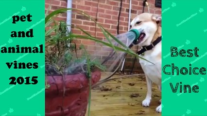 Pet and Animal Vine Compilation - FUNNY ANIMALS VINES | BestChoiceVine