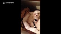 New mum dog does not let owner touch her babies