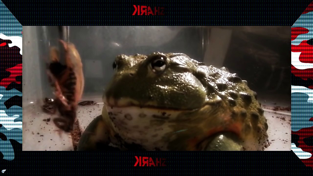 Une grenouille taureau hyper vorace mange tout ce qu'on lui donne