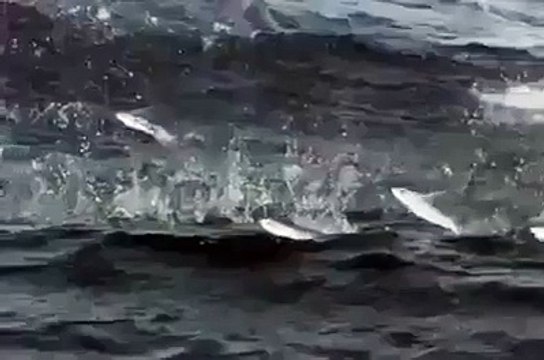 Allah Ki Qudrat - SubhanAllah