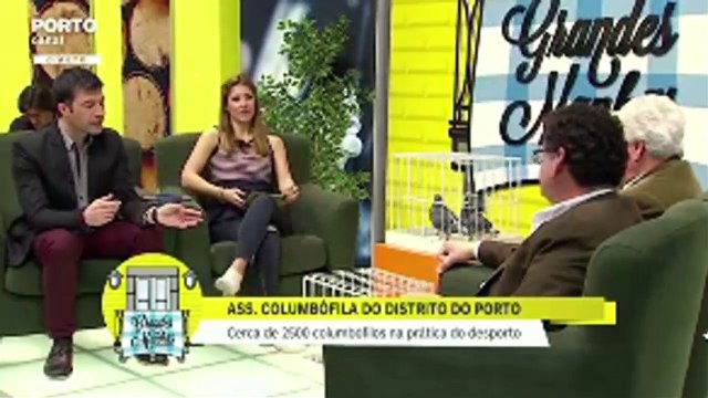 Porto Canal pombos Columbofilia