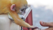 Orphaned baby monkey won't let go of man who saved him