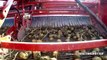 Potato Harvest 2015 / Aardappels rooien | Grimme GV3000 / Case IH 1455 - Gebr. Vos Dinteloord