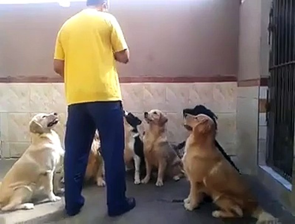 Dogs discipline intersting videos