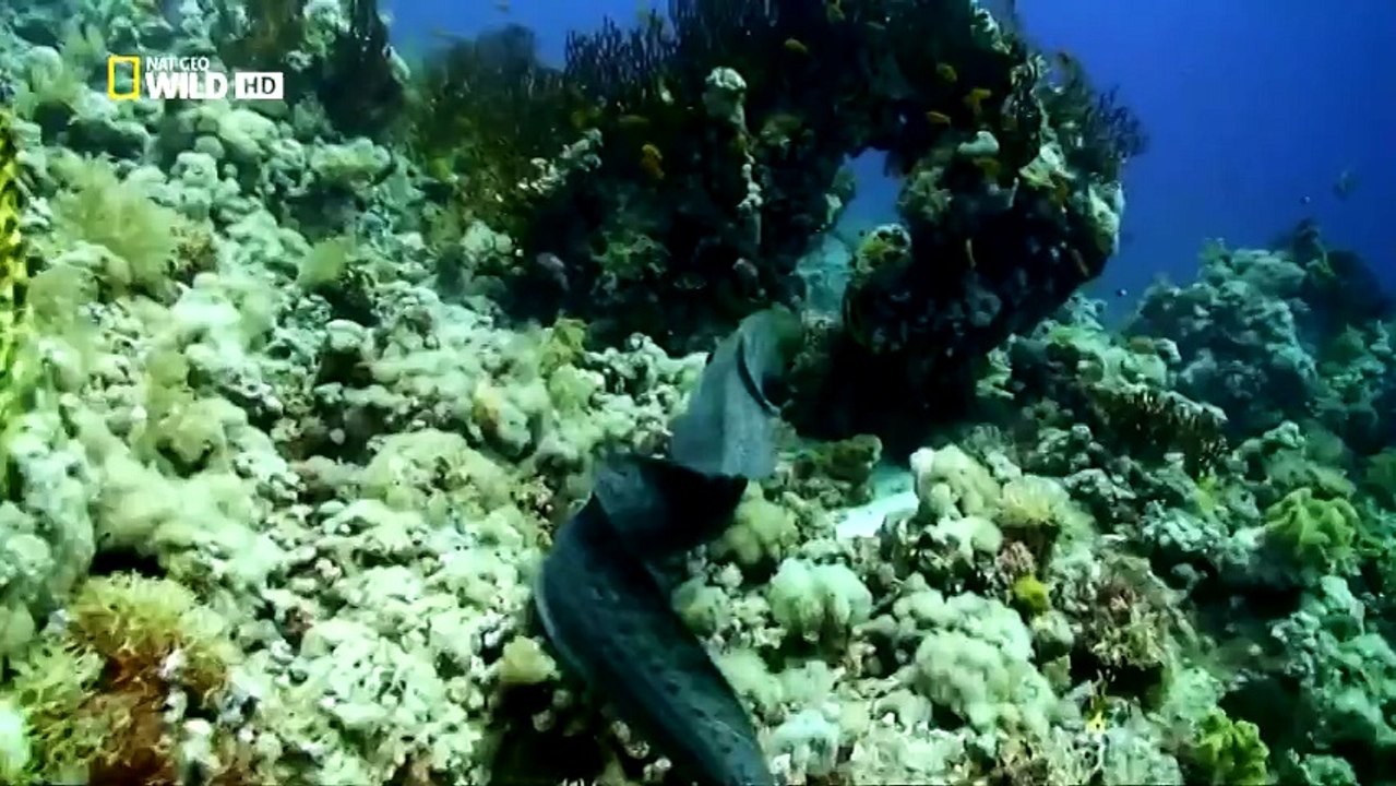 Muhteşem Yırtıcılar :  Su Altı Katilleri (Nat Geo Wild Türkçe Belgesel)