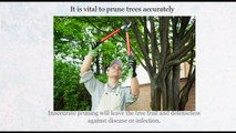 Tampa Tree Service Trimming Large Trees | Moore Smith Tree Care