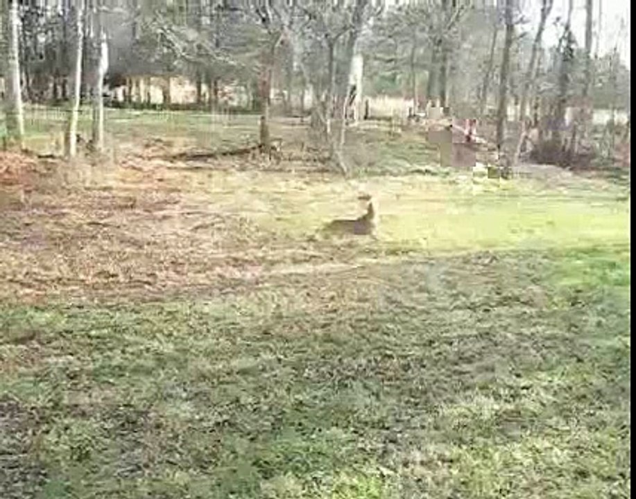 DumbBuck
