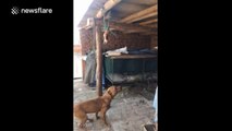 Athletic dog tries its best to eat bone hanging from roof