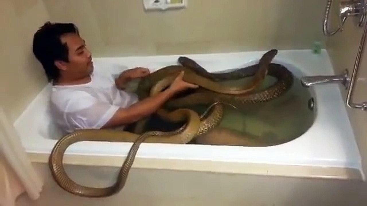 Fa il bagno on i cobra e quando prova a baciarne uno accade questo...