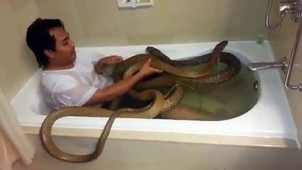 Fa il bagno on i cobra e quando prova a baciarne uno accade questo...