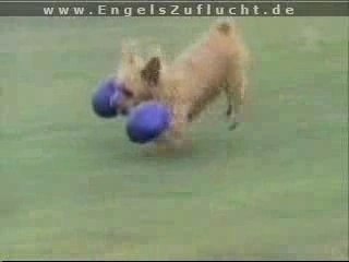 Geile Hunde