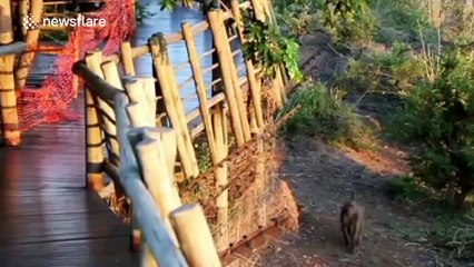 Baboons take over rest camp at Kruger National Park.
