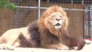 lion attack small dog !!!
