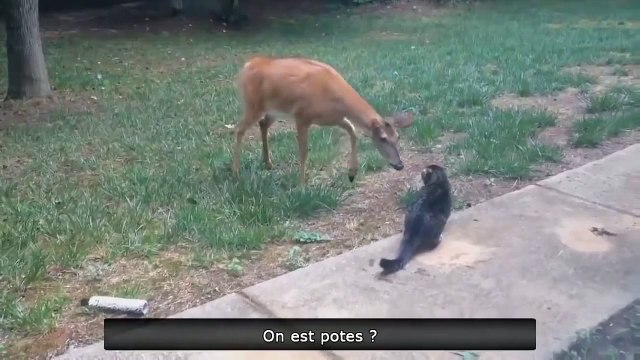 Этого кота лучше не злить, забавное видео