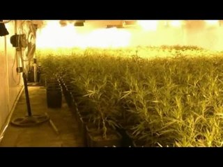 Novellara (RE) - Casolare di campagna adibito a "fabbrica" di marijuana (23.03.16)