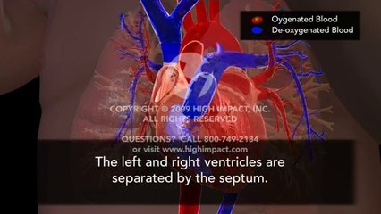 normal fetal circulation